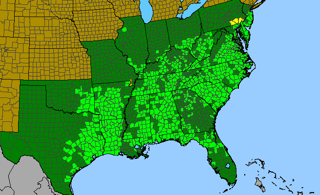 The range of Lobelia puberula